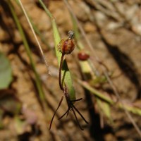 Sisyrinchium micranthum Cav.